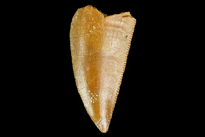 Serrated, Raptor Tooth - Real Dinosaur Tooth #127062